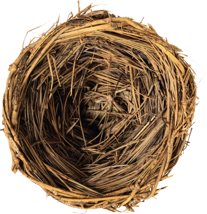 鸟窝是什么形状的