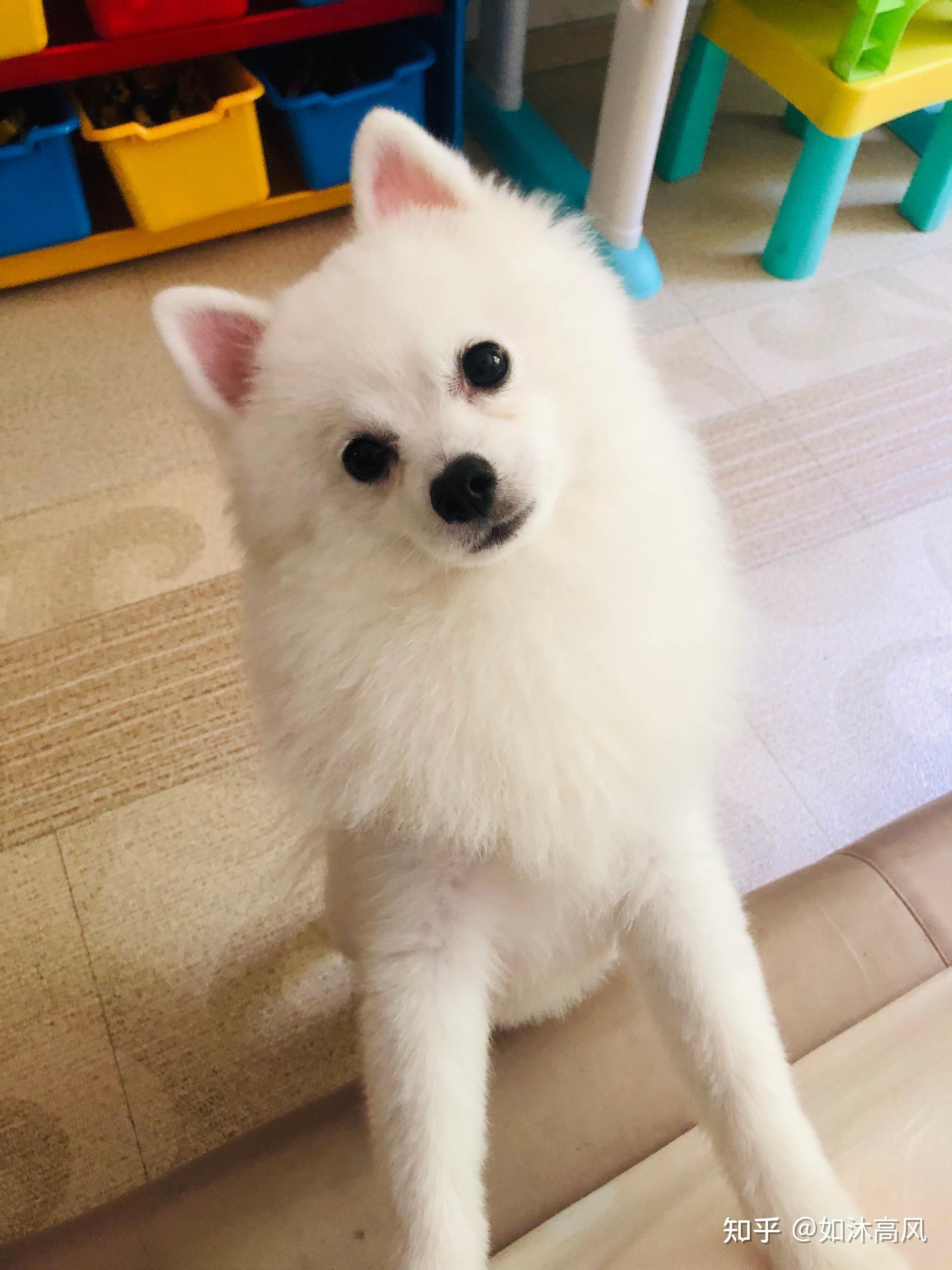 4个月银狐博美串照片