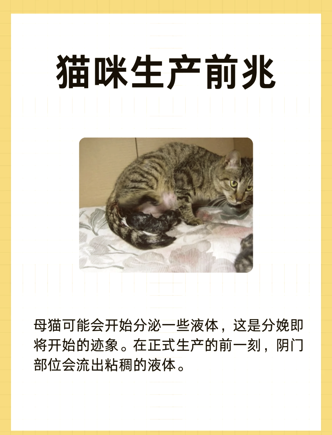 来猫是什么征兆