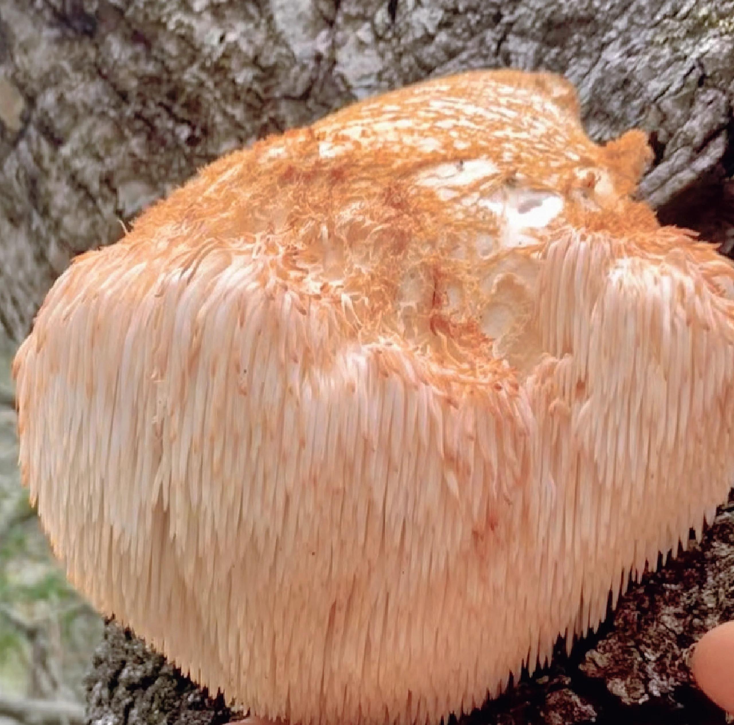 制作猴头菇炒蛋的方法