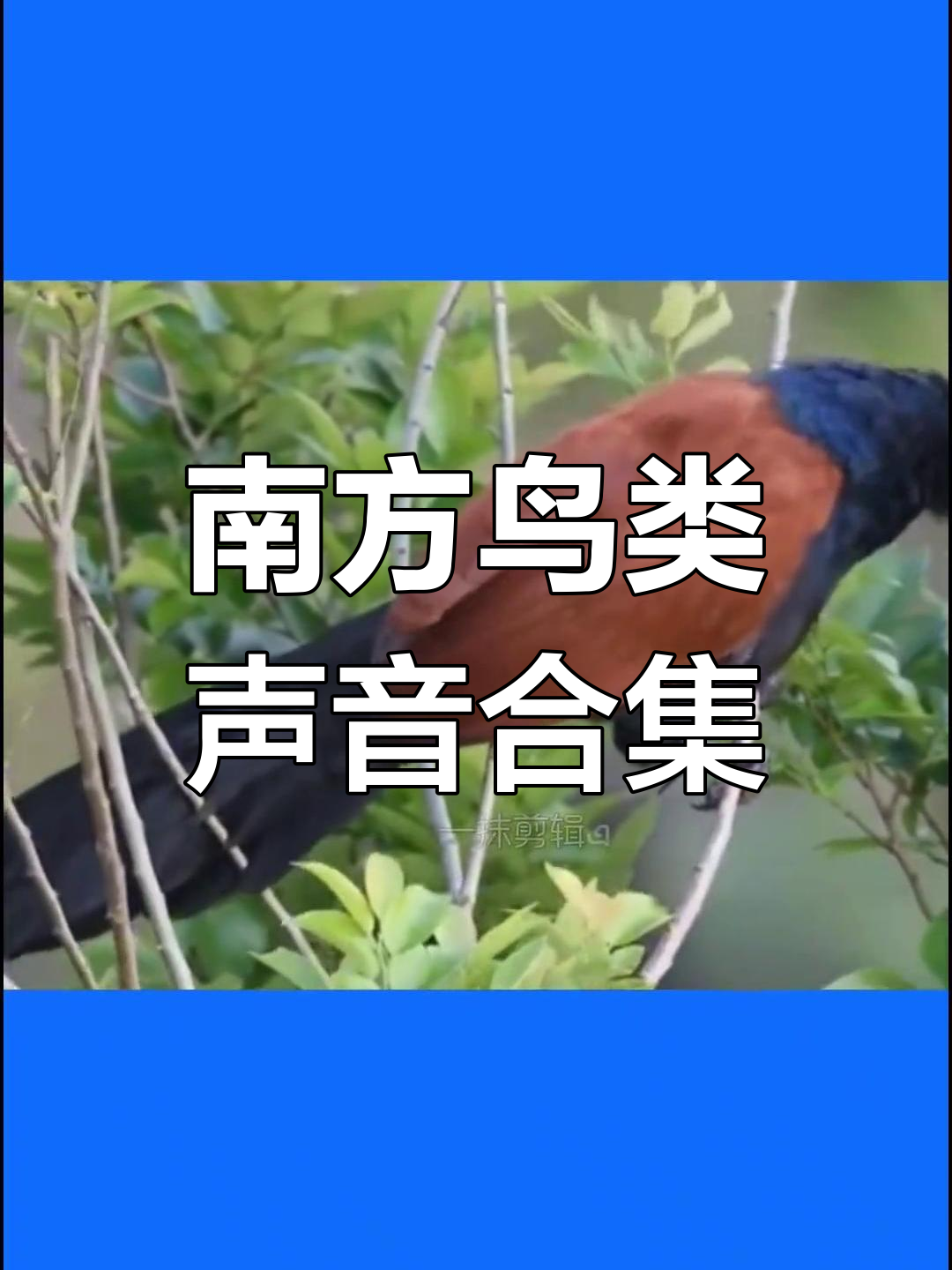 各种鸟的叫声的象声词