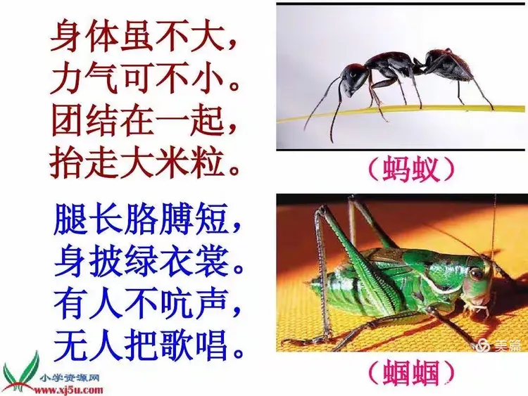 蚂蚁和蝈蝈的故事告诉我们什么道理