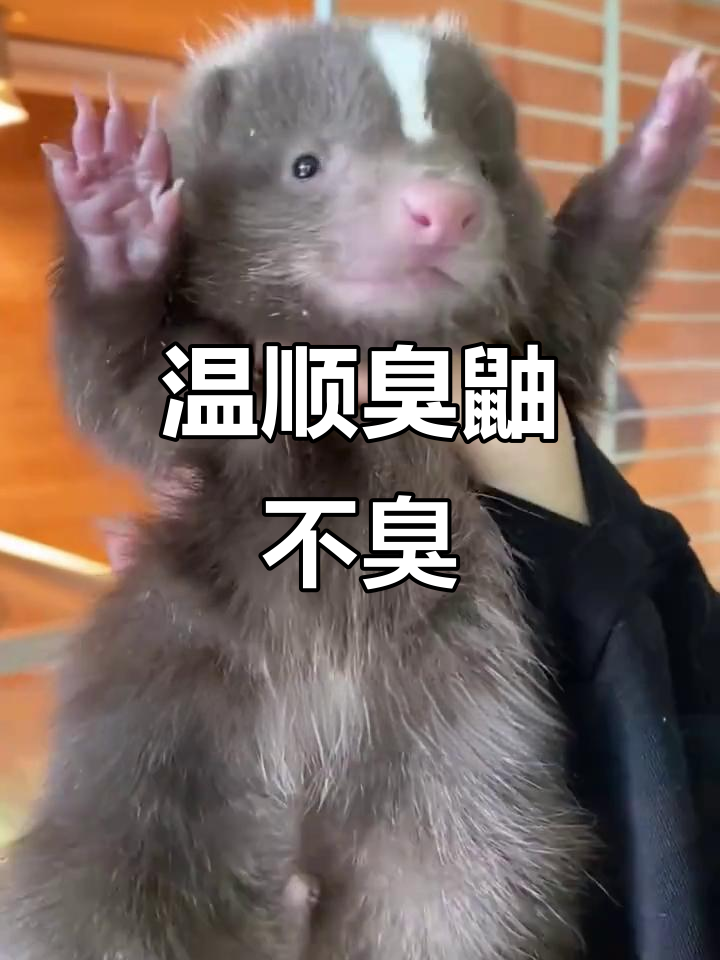 臭鼬读音臭鼬怎么读