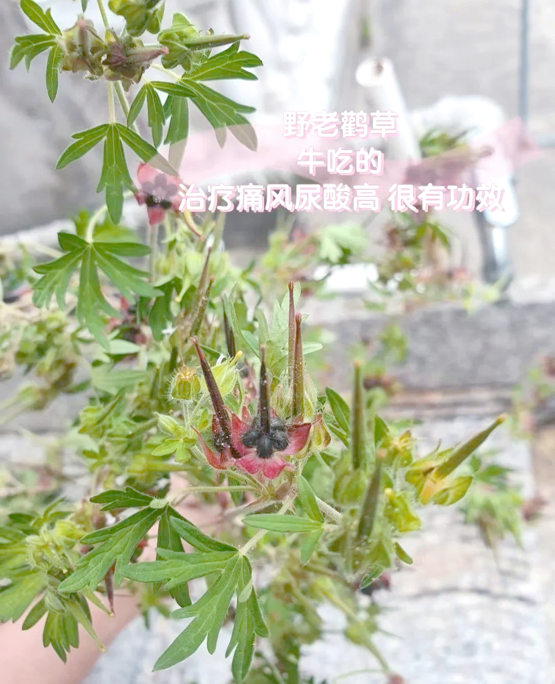 老鹳草是什么老鹳草的功效与作用